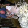 12 sheep donald2