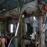 12 sheep motor system