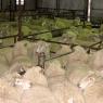 12 sheep pen
