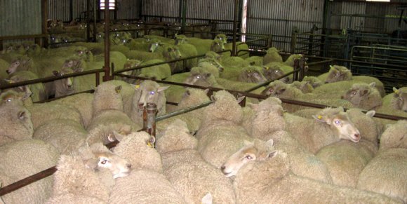 12 sheep pen