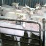 12 sheep shaved