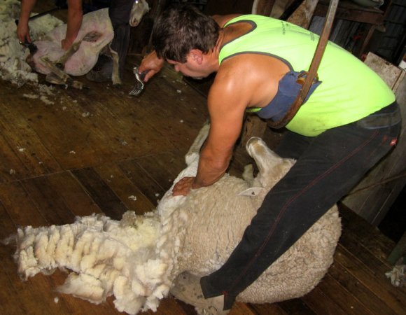 12 sheep shearer0