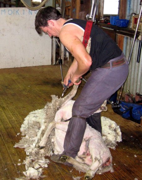 12 sheep shearer1