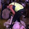 12 sheep shearer