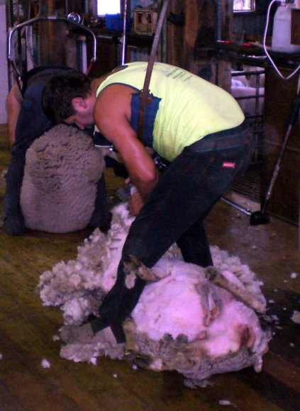 12 sheep shearer