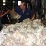 12 sheep wool00