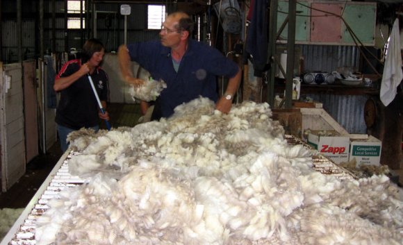 12 sheep wool00