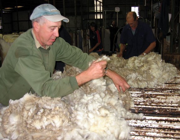 12 sheep wool0