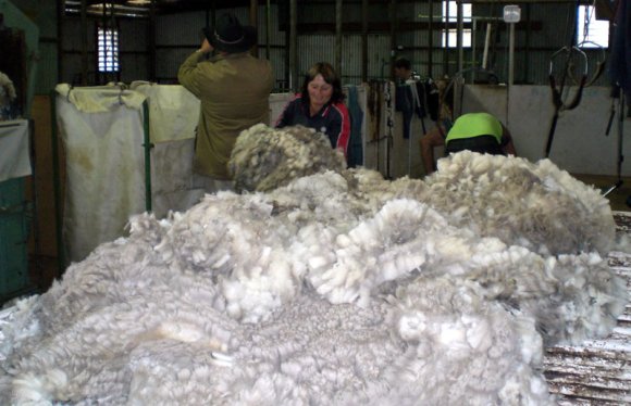 12 sheep wool