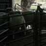 12 sheep2