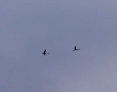 14 great ocean road birds