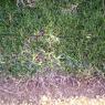 14 great ocean road rubber grass