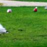 14 apollo bay birds