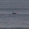 14 warrnambool whale1_close