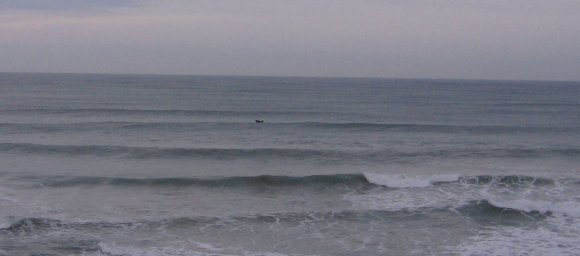 14 warrnambool whale1