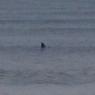 14 warrnambool whale2_close
