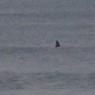 14 warrnambool whale3_close