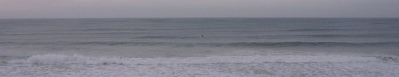 14 warrnambool whale3