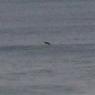 14 warrnambool whale4_close