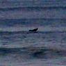 14 warrnambool whale5_close
