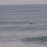 14 warrnambool whale6