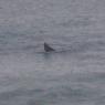 14 warrnambool whale6_close