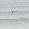14 warrnambool whales1_close