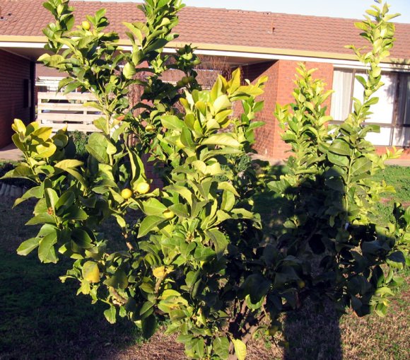 15 numurkah plant