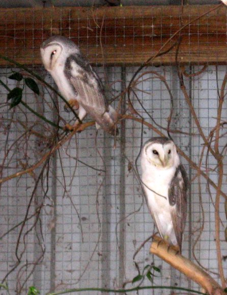 18 wildlife barn owls0