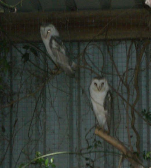 18 wildlife barn owls