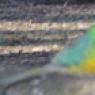 18 wildlife bird2