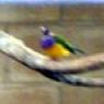 18 wildlife birds2