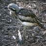 18 wildlife birds5