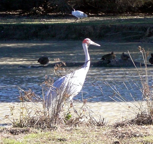 18 wildlife brolga