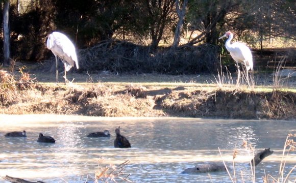 18 wildlife brolgas0