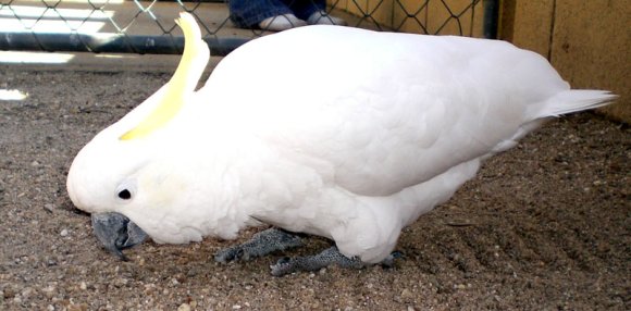 18 wildlife cockatoo Fred