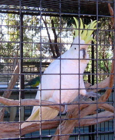 18 wildlife cockatoo wacka