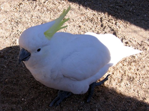 18 wildlife cockatoo00