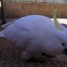 18 wildlife cockatoo0