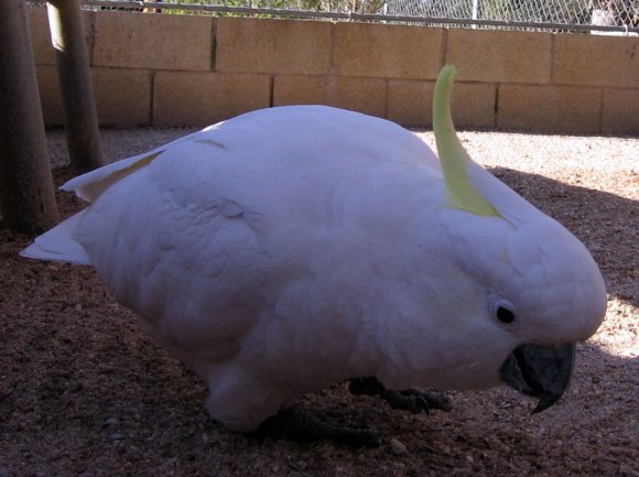 18 wildlife cockatoo0