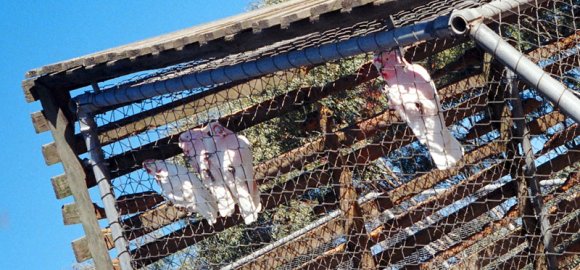 18 wildlife cockatoo