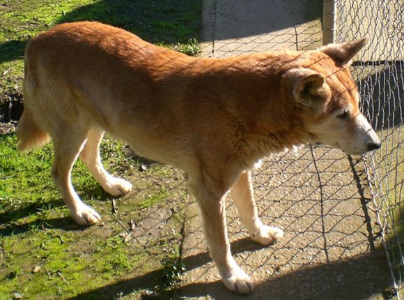 18 wildlife dingo Cody