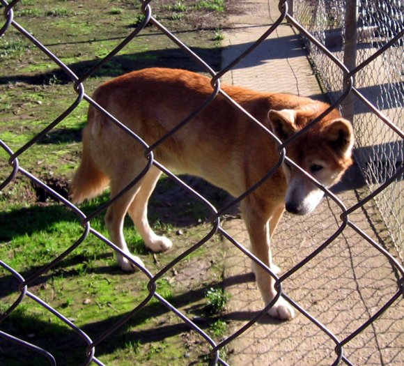 18 wildlife dingo cody1