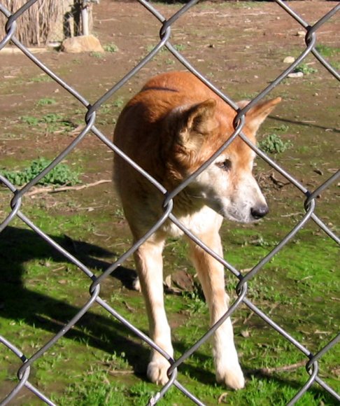 18 wildlife dingo cody2