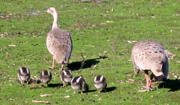 18 wildlife ducks0