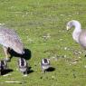 18 wildlife ducks2