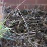 18 wildlife echidna nest