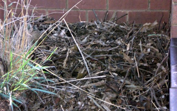 18 wildlife echidna nest