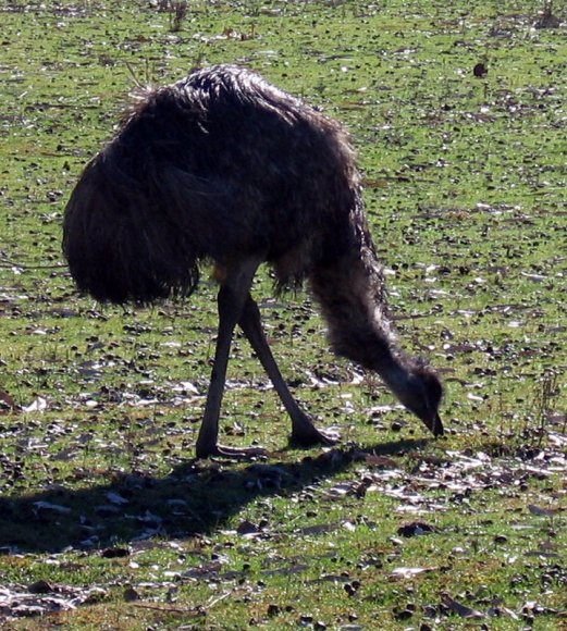 18 wildlife emu2