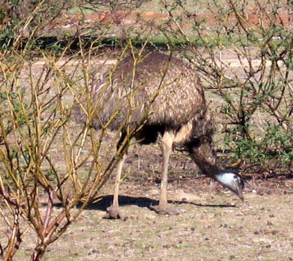 18 wildlife emu